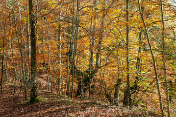 Autumn forest of contrasting reds, greens, oranges and greens