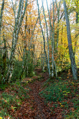 Obraz premium Autumn forest of contrasting reds, greens, oranges and greens