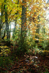 Autumn forest of contrasting reds, greens, oranges and greens