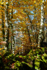 Autumn forest of contrasting reds, greens, oranges and greens
