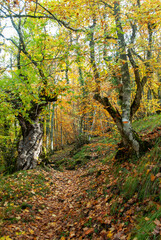 Autumn forest of contrasting reds, greens, oranges and greens