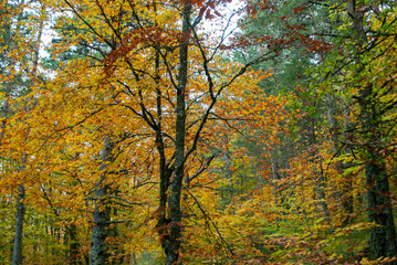 Fototapeta na wymiar Autumn forest of contrasting reds, greens, oranges and greens