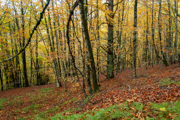 Autumn forest of contrasting reds, greens, oranges and greens