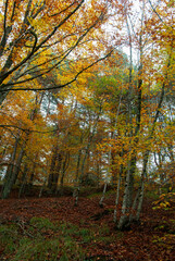 Obraz premium Autumn forest of contrasting reds, greens, oranges and greens