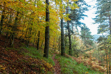 Fototapeta premium Autumn forest of contrasting reds, greens, oranges and greens