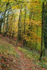 Fototapeta premium Autumn forest of contrasting reds, greens, oranges and greens