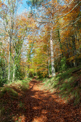 Obraz premium Autumn forest of contrasting reds, greens, oranges and greens