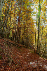 Fototapeta premium Autumn forest of contrasting reds, greens, oranges and greens