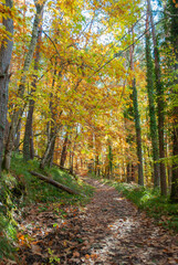 Autumn forest of contrasting reds, greens, oranges and greens