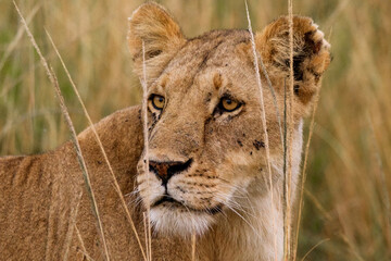 Lioness Hiding