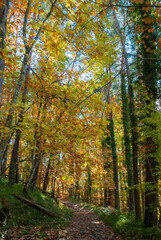 Fototapeta premium Autumn forest of contrasting reds, greens, oranges and greens