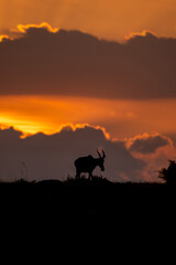 Fototapeta na wymiar Topi, antelope, Kenya, Africa, wildlife, safari, animal, Masai Mara, travel, adventure, wild, silhouette, sunset, sunrise, dusk, dawn, sun, clouds, sky, big sky, orange, glowing, bright, tranquil