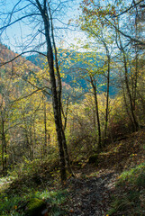 Autumn forest of contrasting reds, greens, oranges and greens