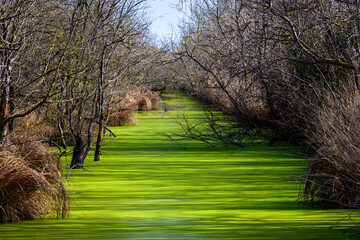 Marais du Vigueirat