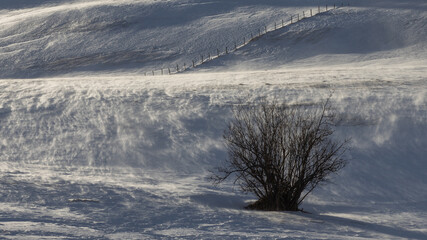 Winter landscape with snow covered trees and snow drifting from strong wind