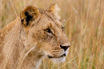 Portrait of a Lioness