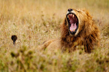 Lazy Lion of the Masai Mara
