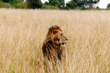 Fototapeta na wymiar Lion on the lookout