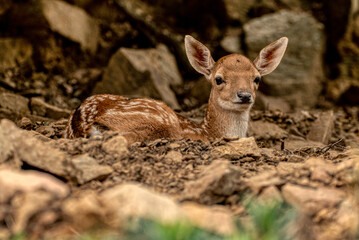 Naklejka na ściany i meble Young deer wildlife fauna seen in a natural park 