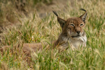Naklejka premium Lynx resting in a natural park in France wildlife animal