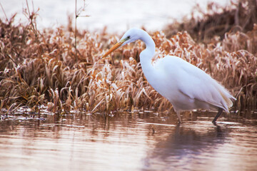 Silberreiher leise Jäger in Weiß, Ardea alba