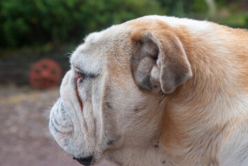 Bulldogge Portrait seitlich nach links