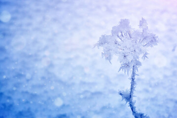snow covered branches