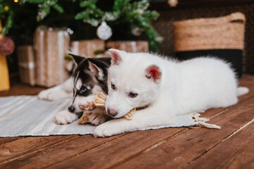 Fototapeta na wymiar two husky puppies with an angry look sit under the New Year tree near the gifts and gnaw bones. a Christmas gift.