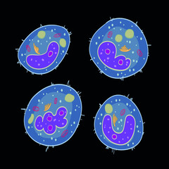 Fototapeta Innate immune system: monocytes cells, vector illustration obraz