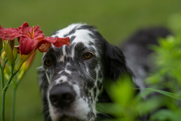 Dog English Setter