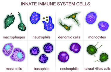 Fototapeta Set of innate immune system cells, vector illustration obraz