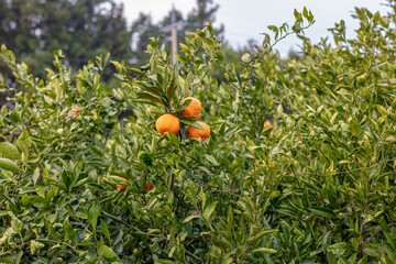 
There are  tangerines hanging from the tangerine tree