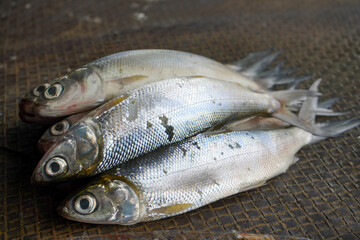 Freshwater fish are sold in the market. One example is milkfish and mullet. This fish has many spines but the taste of the meat is delicious and tender. This fish does not smell fishy like sea fish.
