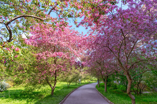 Blooming wild cherry trees in the city park