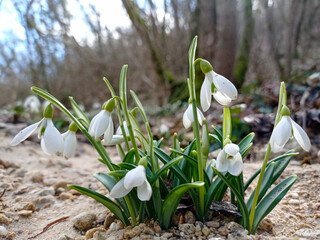 Snowdrops