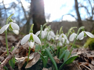 Snowdrops