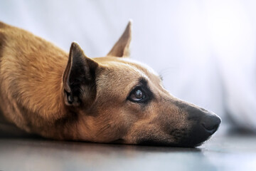 a mongrel dog with sad eyes looks up at a person. Perhaps sad from loneliness or bored