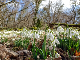 Snowdrops