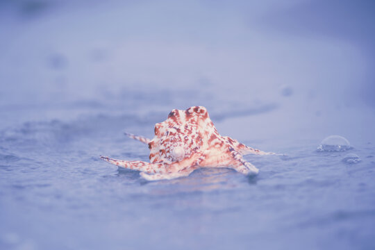 Grosse Muschel im Meer am Strand, Smoothie light on the beach