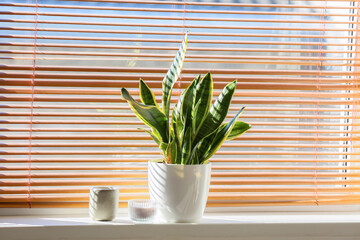 Pot with houseplant and candles on windowsill