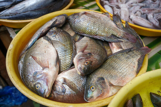 The giant gourami (Osphronemus goramy) is a species of large gourami native to freshwater habitats in Southeast Asia, with its occurrence in other locations due to introductions.