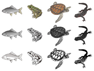 魚類、両生類、爬虫類のイラストセット