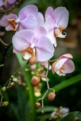 Fototapeta na wymiar Blooming beautiful orchid flowers in a tropical greenhouse, nature and gardening