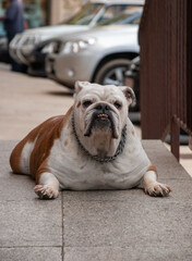 Bulldogge liegend 