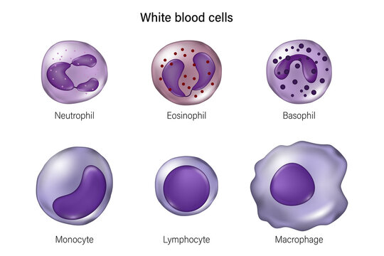 Type of white blood cells. Neutrophil, Eosinophil, Basophil, Monocyte, lymphocyte and Macrophage.
