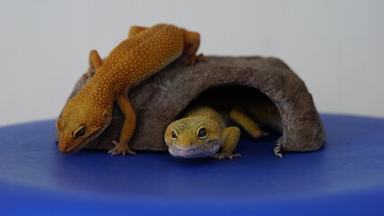 Leopard Gecko