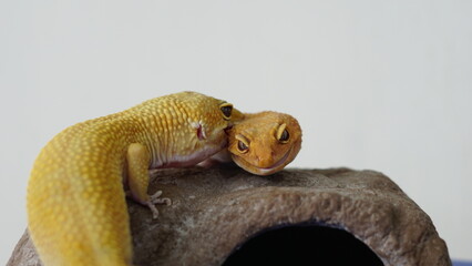 Leopard Gecko