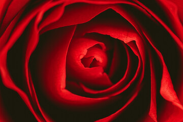 マクロ撮影した薔薇
