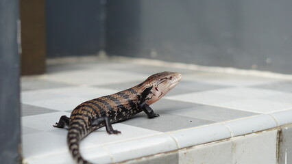 Panana the blue tongue lizard