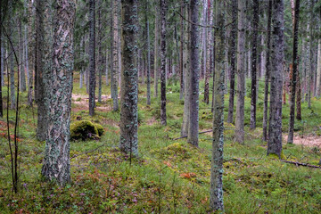 Beautiful green spruce forest in spring. Moss and trees. Selective focus